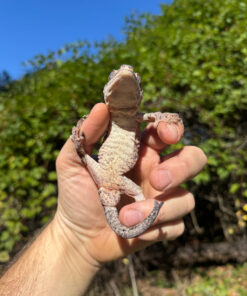 6535AAE4 384C 4FBF 800E 851DE3A1AB53 1024x 247x296