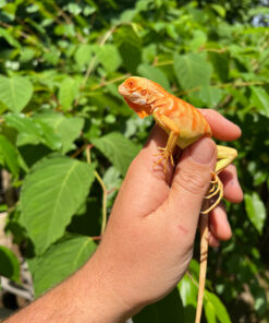 694A128D 4202 4718 90C3 EFAFC2210BF2 1024x 247x296