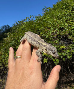 69939910 E4CB 415E A9A7 173BA58F5E53 1024x 247x296