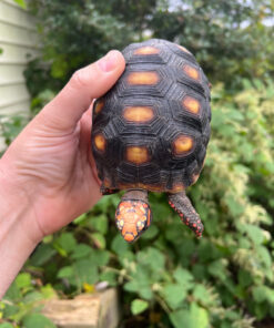 72C837FE 8557 4ED7 95D2 D1D0F7EBD078 1024x 247x296