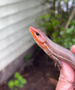 78034267 1379 4A38 B0A3 6DCD120F2979 1024x 247x296