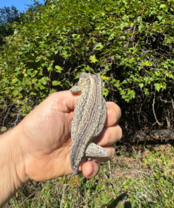 79C94A74 86A8 47B9 AFF9 4ADF2DB1BF3C 1024x 247x296