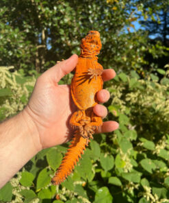 Alternative view of Super Red Niger Uromastyx Adult Pair #1 (Uromastyx geyri)