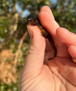 7A7C279F CA59 493C B779 3B0D3D3E7957 1024x 247x296