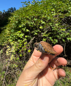 7AFA2CB6 E9EE 47D9 816C 9850DEDB0C91 1024x 247x296