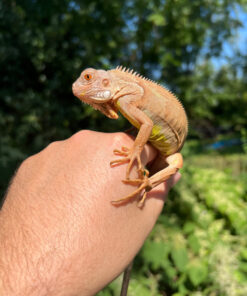 Caramel Albino Green Iguana (Iguana iguana)