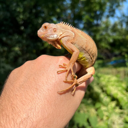 Caramel Albino Green Iguana (Iguana iguana)
