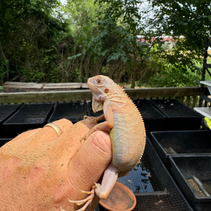 7E3A328E 7FFA 4DF1 AB2B B40F5172C6C2 1024x 430x430