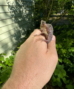 803CC707 836D 4D01 B03D 4DE10B1193C6 1024x 247x296