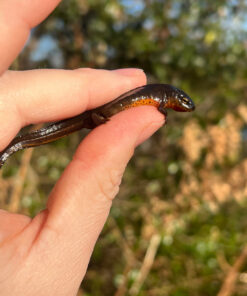 803D9B17 CEF1 42B0 86BC 8F810D727EAD 1024x 247x296