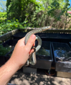Florida Blue Garter Snake Adult Female #4 (Thamnophis sirtalis similis)