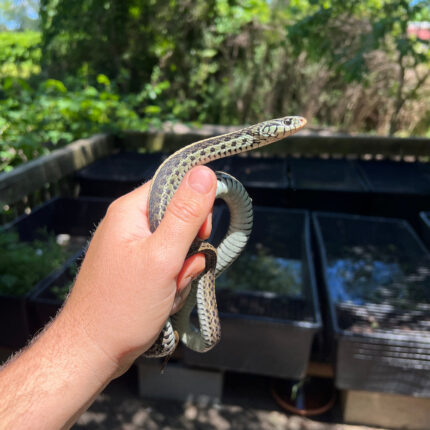 Florida Blue Garter Snake Adult Female #4 (Thamnophis sirtalis similis)