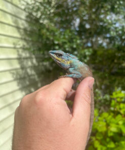 81399AD8 460A 4DBB BD40 030955014706 1024x 247x296