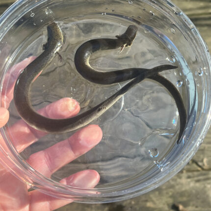 82741E87 49A6 4EE0 BA22 46EC4F044756 1024x 430x430