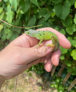 Giant Panther Anoles (Anolis bimaculatus)