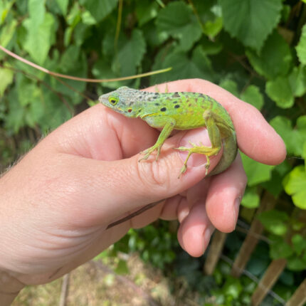 Giant Panther Anoles (Anolis bimaculatus)