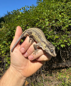 Gargoyle Gecko Adult Female #3 (Rhacodactylus auriculatus)
