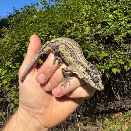 Gargoyle Gecko Adult Female #3 (Rhacodactylus auriculatus)