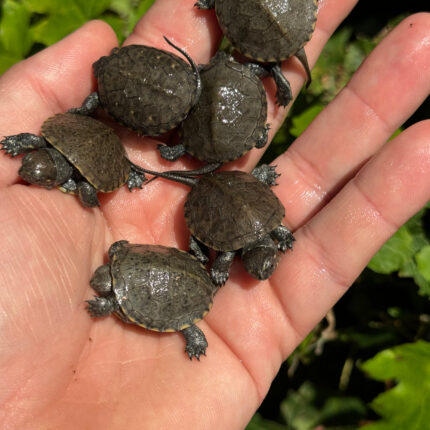 Alternative view of Xarre Dwarf European Pond Turtle Babies (Emys orbicularis hellenica)