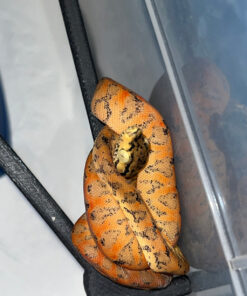 896D55AF CDDC 4741 B0DD 0195CDAEBC13 1024x 247x296