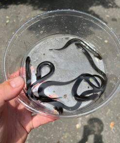 897ABF4C D1D3 4D84 9F24 578CB417525E 1024x 247x296