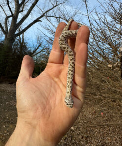 Alternative view of Arctic Western Hognose Snake Female #2 (Heterodon nasicus)