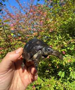 Aldabra Tortoise USA CB 2025 #2 (Aldabrachelys gigantea)