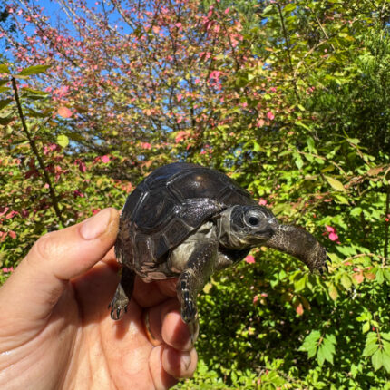 Aldabra Tortoise USA CB 2025 #2 (Aldabrachelys gigantea)