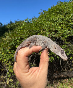 8DAE3995 196B 49B4 8A0B 03D3C01CBF69 1024x 247x296