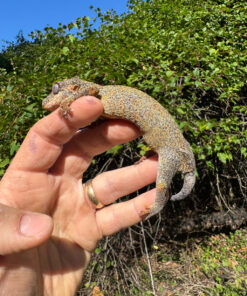 8FEB02C8 C523 4F65 BECA FE085A2AA666 1024x 247x296