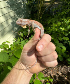 91EED202 3D1B 4D27 BE1D 09ADB13F9ACC 1024x 247x296