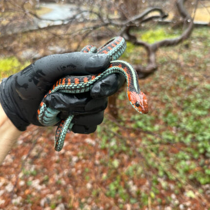 California Red-sided Garter Snake Adult Female #1 (Thamnophis sirtalis infernalis)