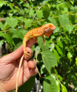 94057D8C 27B7 463E 99CD 26FF71F1E410 1024x 247x296