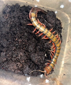 Barbados Giant Centipede (Scelopendra angulata)