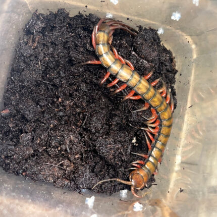 Barbados Giant Centipede (Scelopendra angulata)