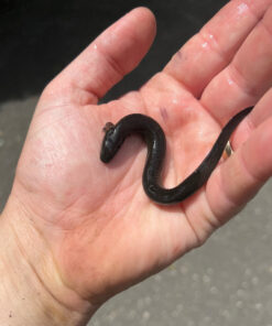 Greater Siren CB Babies (Siren lacertina)