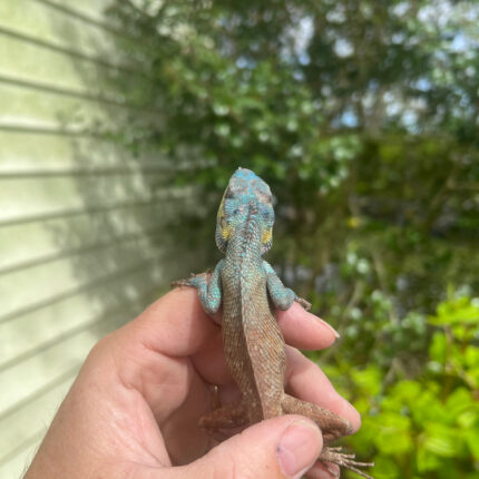 Oriental Garden Dragon Lizard (Calotes versicolor)