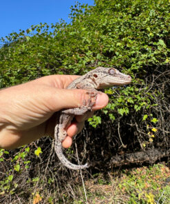 Gargoyle Gecko Adult Male #2 (Rhacodactylus auriculatus)