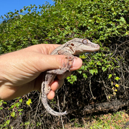 Gargoyle Gecko Adult Male #2 (Rhacodactylus auriculatus)