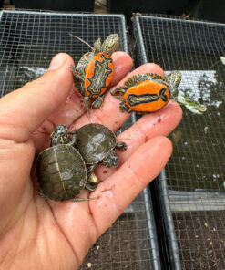 Western Painted Turtle Baby (Chrysemys picta)