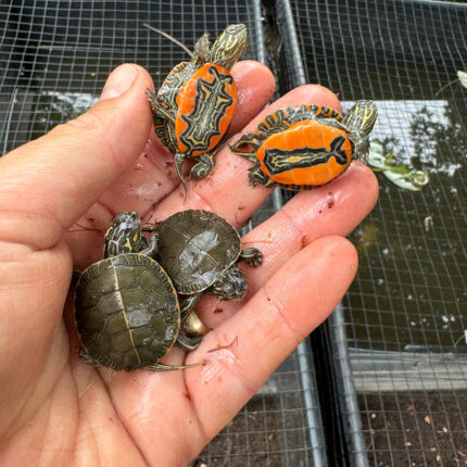Western Painted Turtle Baby (Chrysemys picta)
