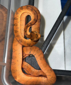 Amazon Tree Boa Baby 2023 CB #4 (Corallus hortulanus)