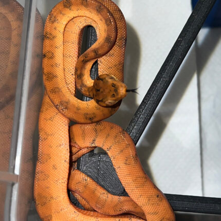 Amazon Tree Boa Baby 2023 CB #4 (Corallus hortulanus)