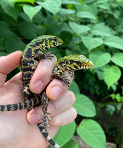 A082AC07 A4B7 48A7 8557 F2D7917DC91E 1024x 247x296