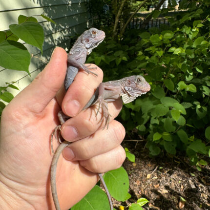 Purple Zero Translucent Iguana Babies (Iguana iguana)