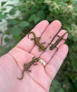 A22B3989 F3C4 4846 881B 1A90D451F2D4 1024x 247x296