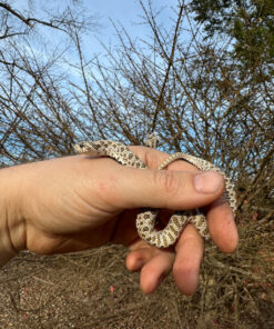 Arctic Western Hognose Snake Female #1 (Heterodon nasicus)