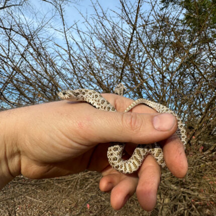 Arctic Western Hognose Snake Female #1 (Heterodon nasicus)