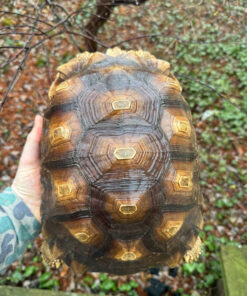 African Spurred Tortoise (13-14 inch) Female #1 (Centrochelys sulcata)