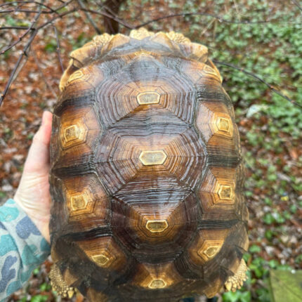 African Spurred Tortoise (13-14 inch) Female #1 (Centrochelys sulcata)